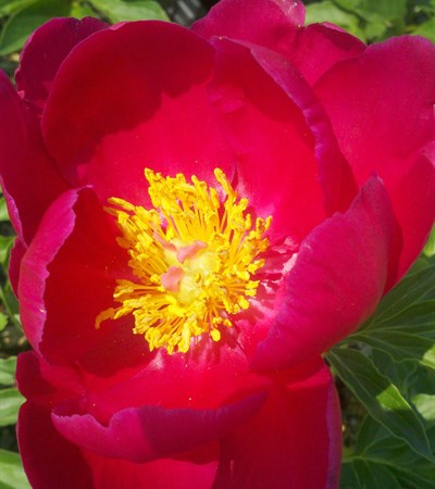 Peony Scarlet O'Hara